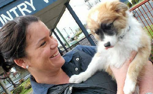 Vet nurse Kath Mauch hopes this lost pup is claimed by his owners. Vet nurse Kath Mauch hopes this lost pup is claimed by his owners.